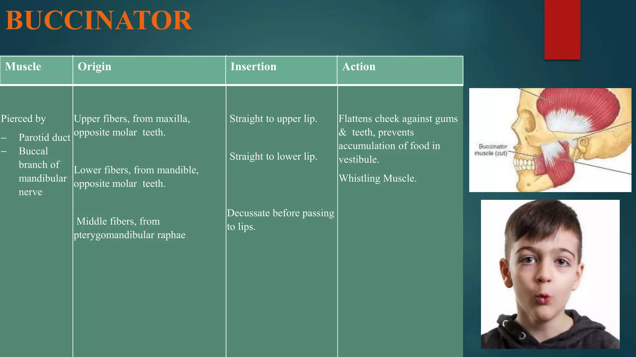 BUCCINATOR
Pierced by
 Parotid duct
 Buccal
branch of
mandibular
nerve
Upper fibers, from maxilla,
opposite molar teeth.
Lower fibers, from mandible,
opposite molar teeth.
Middle fibers, from
pterygomandibular raphae
Straight to upper lip.
Straight to lower lip.
Decussate before passing
to lips.
Flattens cheek against gums
& teeth, prevents
accumulation of food in
vestibule.
Whistling Muscle.
Muscle Origin Insertion Action
 