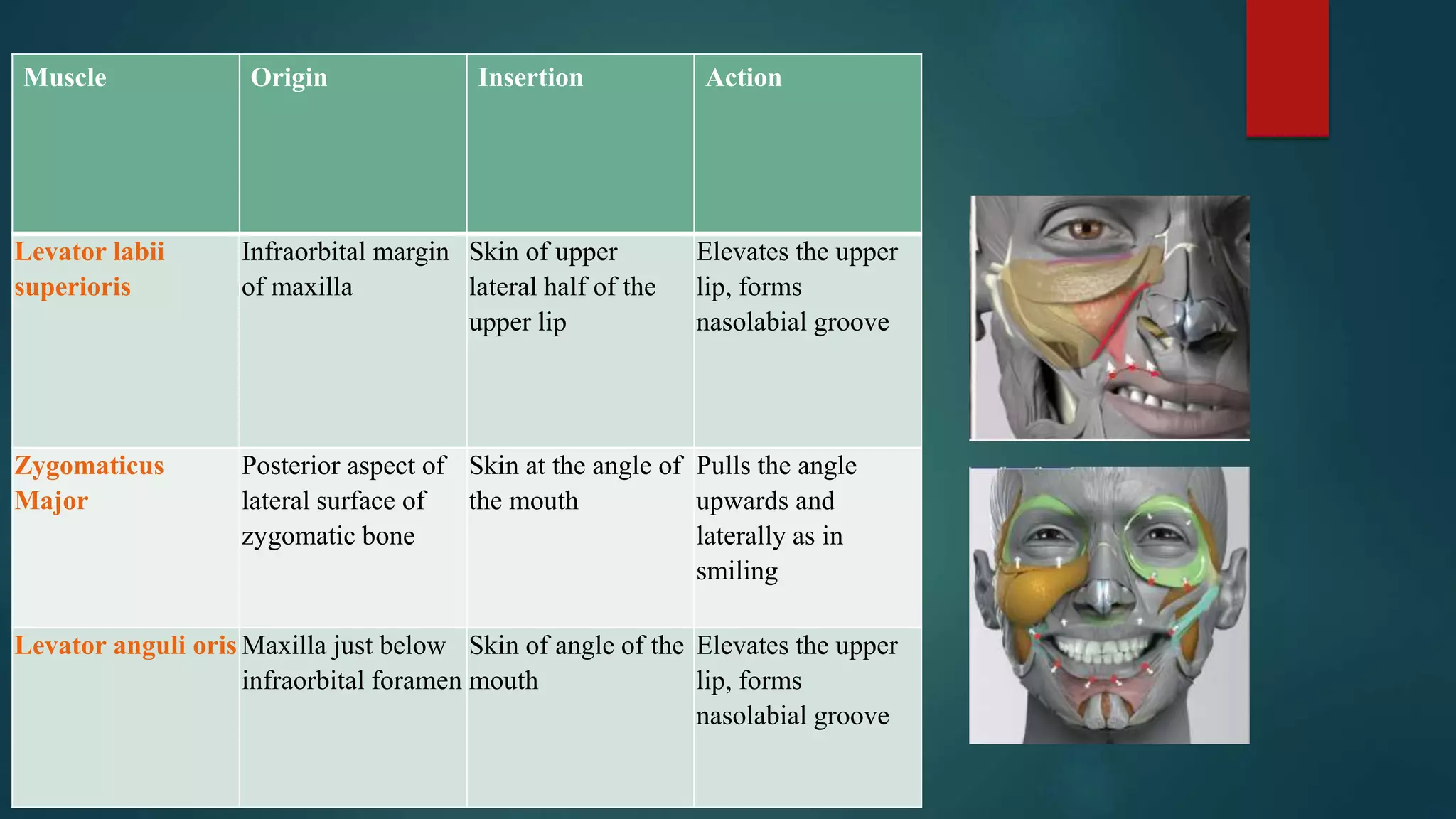 Muscle Origin Insertion Action
Levator labii
superioris
Infraorbital margin
of maxilla
Skin of upper
lateral half of the
upper lip
Elevates the upper
lip, forms
nasolabial groove
Zygomaticus
Major
Posterior aspect of
lateral surface of
zygomatic bone
Skin at the angle of
the mouth
Pulls the angle
upwards and
laterally as in
smiling
Levator anguli oris Maxilla just below
infraorbital foramen
Skin of angle of the
mouth
Elevates the upper
lip, forms
nasolabial groove
 