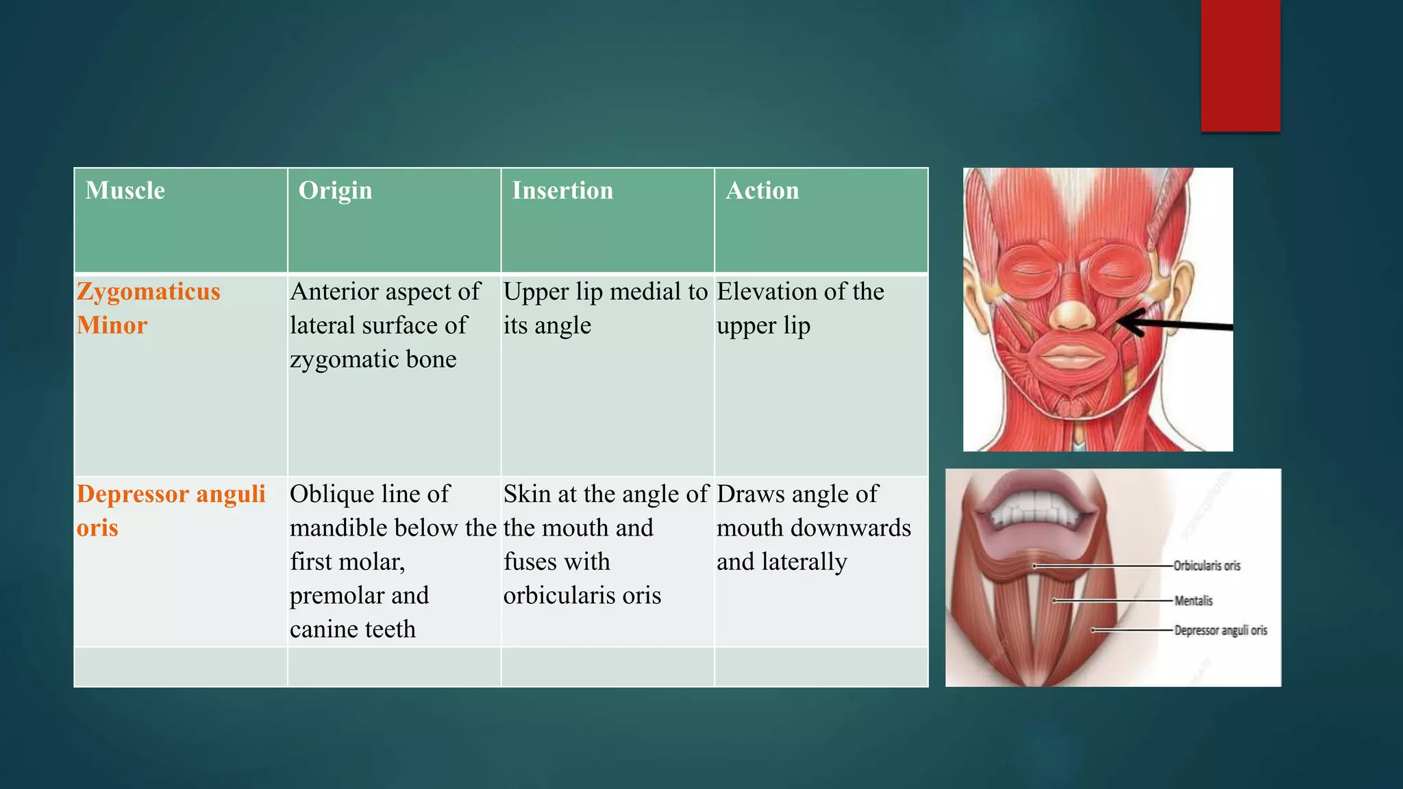 Muscle Origin Insertion Action
Zygomaticus
Minor
Anterior aspect of
lateral surface of
zygomatic bone
Upper lip medial to
its angle
Elevation of the
upper lip
Depressor anguli
oris
Oblique line of
mandible below the
first molar,
premolar and
canine teeth
Skin at the angle of
the mouth and
fuses with
orbicularis oris
Draws angle of
mouth downwards
and laterally
 