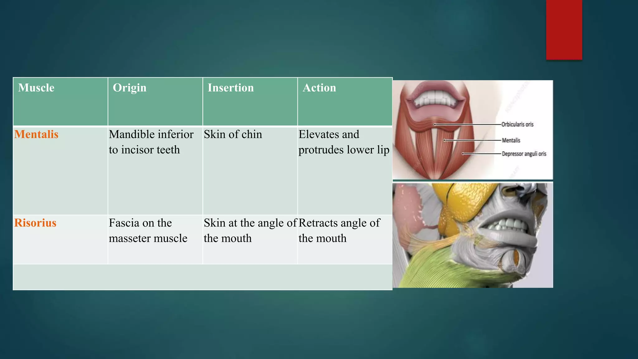Muscle Origin Insertion Action
Mentalis Mandible inferior
to incisor teeth
Skin of chin Elevates and
protrudes lower lip
Risorius Fascia on the
masseter muscle
Skin at the angle of
the mouth
Retracts angle of
the mouth
 