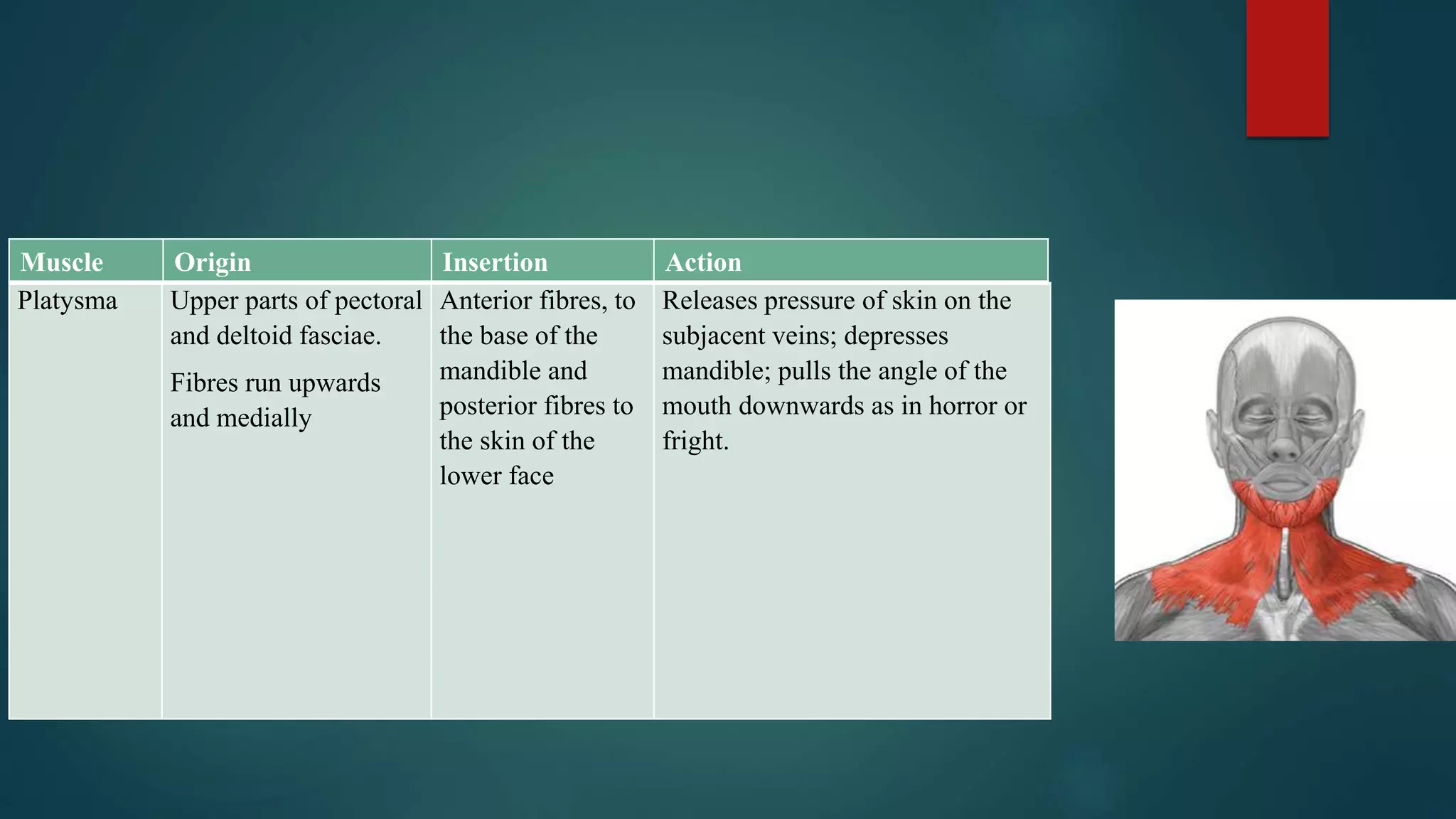Platysma Upper parts of pectoral
and deltoid fasciae.
Fibres run upwards
and medially
Anterior fibres, to
the base of the
mandible and
posterior fibres to
the skin of the
lower face
Releases pressure of skin on the
subjacent veins; depresses
mandible; pulls the angle of the
mouth downwards as in horror or
fright.
Muscle Origin Insertion Action
 
