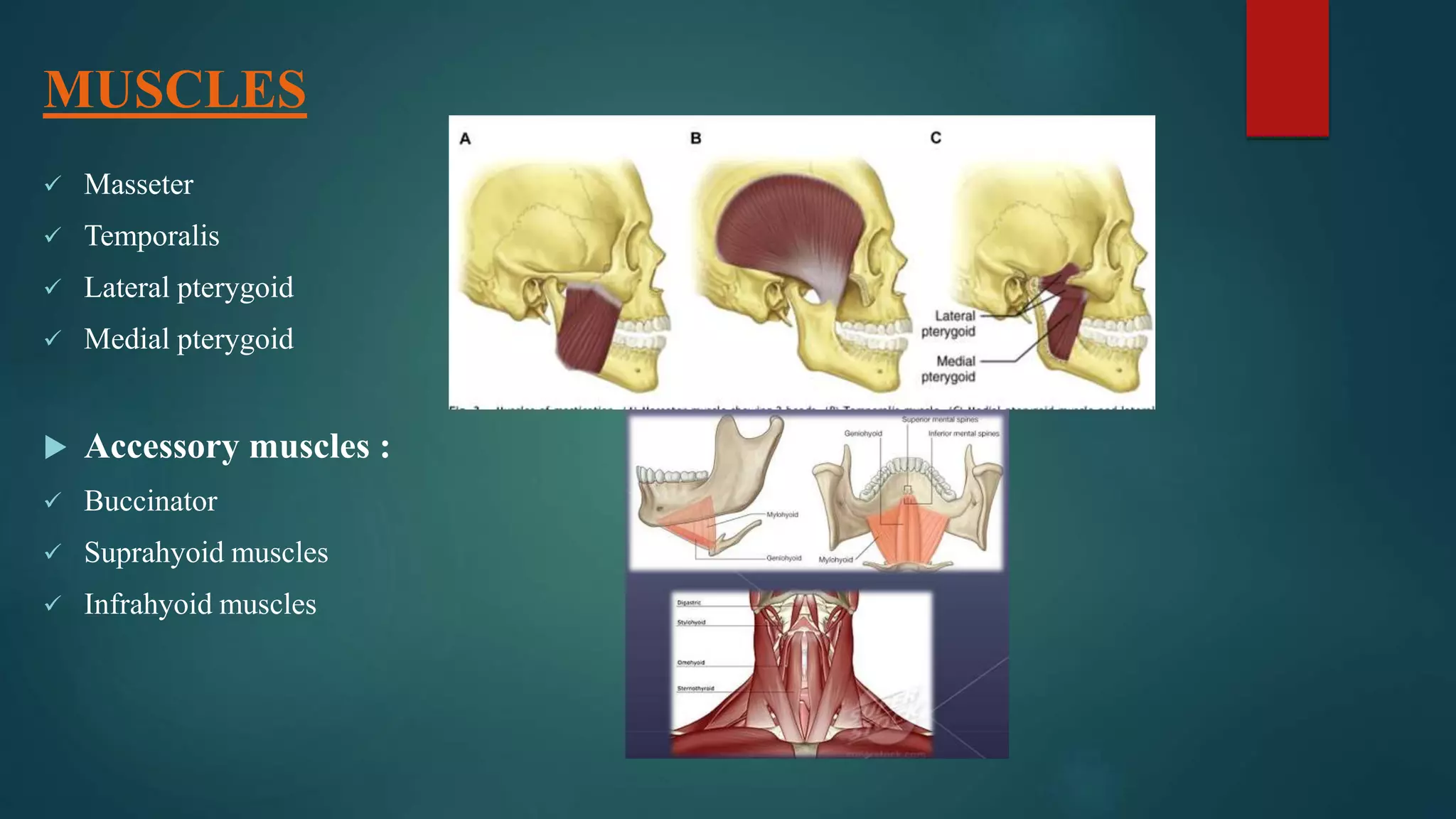 MUSCLES
 Masseter
 Temporalis
 Lateral pterygoid
 Medial pterygoid
 Accessory muscles :
 Buccinator
 Suprahyoid muscles
 Infrahyoid muscles
 