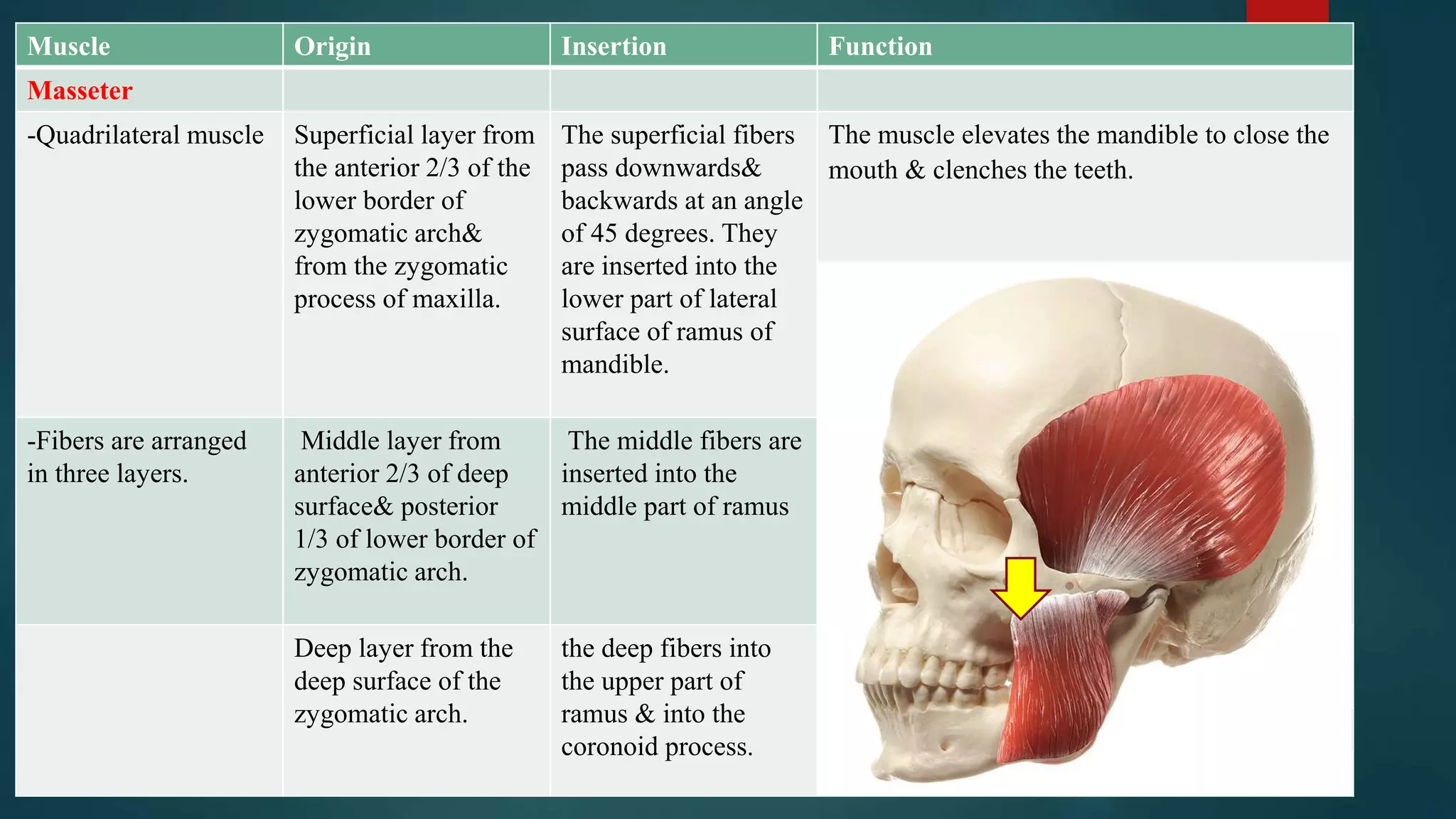 Muscle Origin Insertion Function
Masseter
-Quadrilateral muscle Superficial layer from
the anterior 2/3 of the
lower border of
zygomatic arch&
from the zygomatic
process of maxilla.
The superficial fibers
pass downwards&
backwards at an angle
of 45 degrees. They
are inserted into the
lower part of lateral
surface of ramus of
mandible.
The muscle elevates the mandible to close the
mouth & clenches the teeth.
-Fibers are arranged
in three layers.
Middle layer from
anterior 2/3 of deep
surface& posterior
1/3 of lower border of
zygomatic arch.
The middle fibers are
inserted into the
middle part of ramus
Deep layer from the
deep surface of the
zygomatic arch.
the deep fibers into
the upper part of
ramus & into the
coronoid process.
 