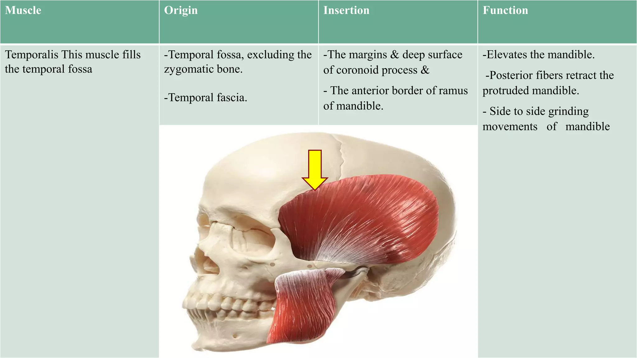 Muscle Origin Insertion Function
Temporalis This muscle fills
the temporal fossa
-Temporal fossa, excluding the
zygomatic bone.
-Temporal fascia.
-The margins & deep surface
of coronoid process &
- The anterior border of ramus
of mandible.
-Elevates the mandible.
-Posterior fibers retract the
protruded mandible.
- Side to side grinding
movements of mandible
 