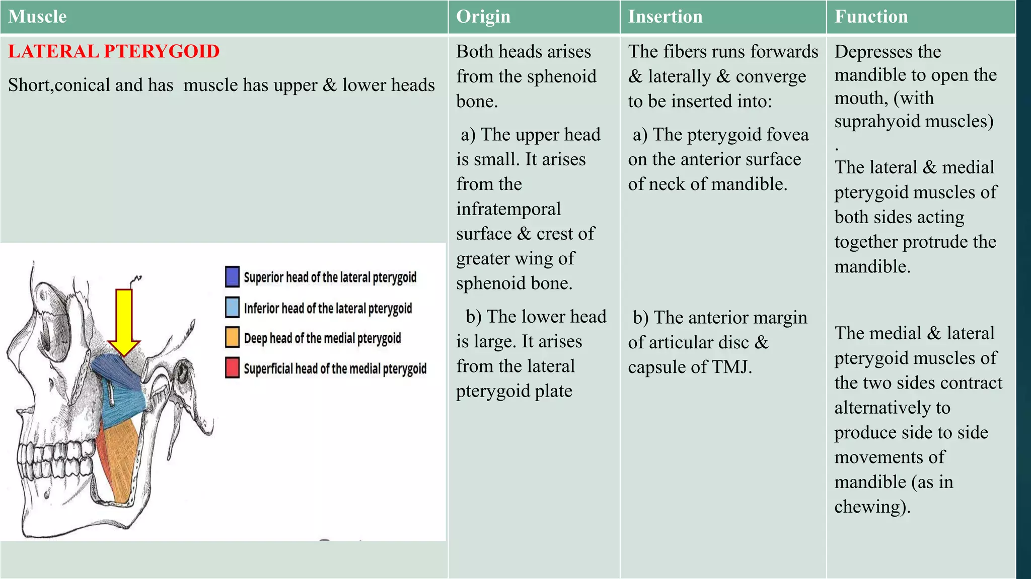 Muscle Origin Insertion Function
LATERAL PTERYGOID
Short,conical and has muscle has upper & lower heads
Both heads arises
from the sphenoid
bone.
a) The upper head
is small. It arises
from the
infratemporal
surface & crest of
greater wing of
sphenoid bone.
b) The lower head
is large. It arises
from the lateral
pterygoid plate
The fibers runs forwards
& laterally & converge
to be inserted into:
a) The pterygoid fovea
on the anterior surface
of neck of mandible.
b) The anterior margin
of articular disc &
capsule of TMJ.
Depresses the
mandible to open the
mouth, (with
suprahyoid muscles)
.
The lateral & medial
pterygoid muscles of
both sides acting
together protrude the
mandible.
The medial & lateral
pterygoid muscles of
the two sides contract
alternatively to
produce side to side
movements of
mandible (as in
chewing).
 