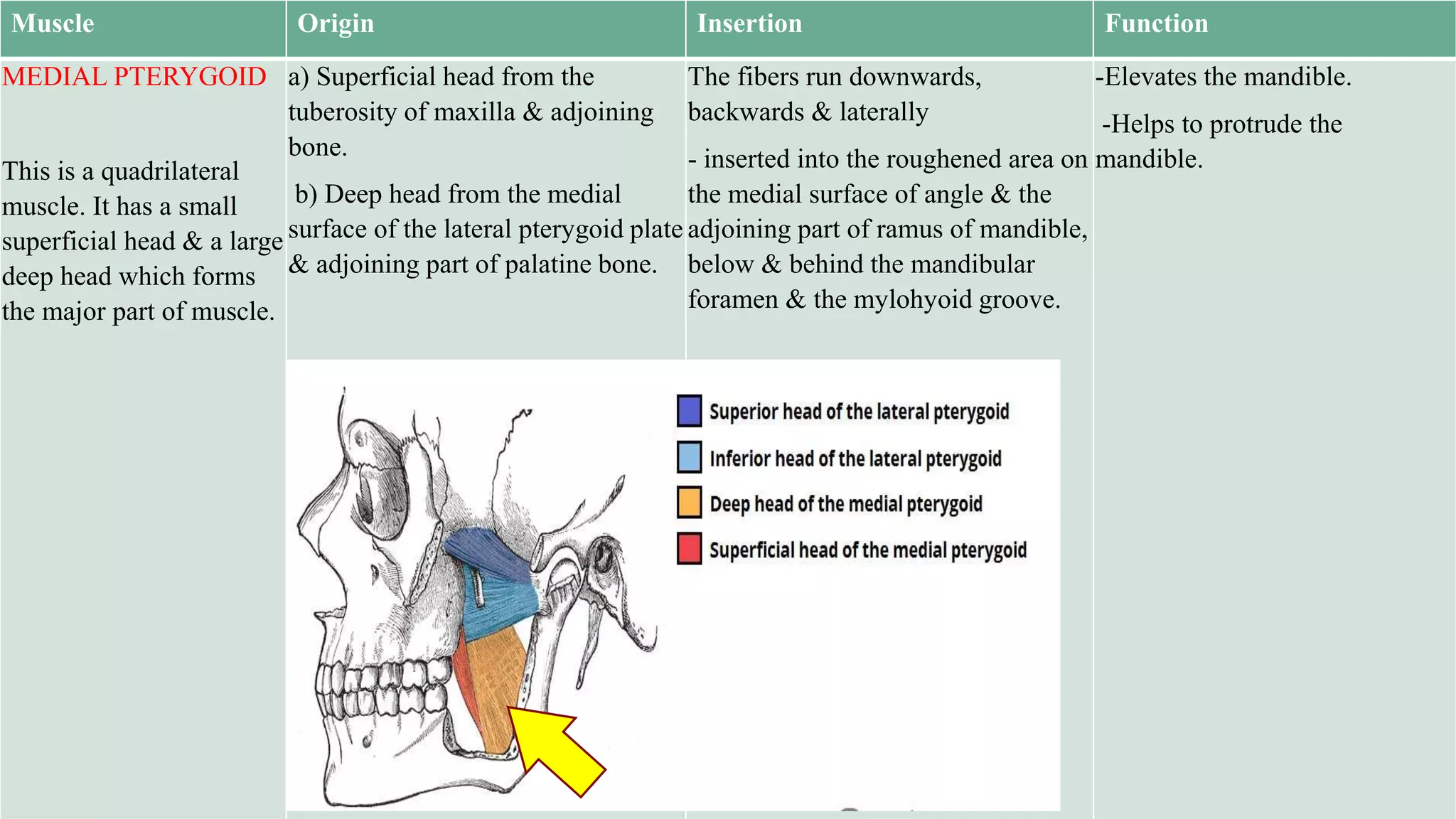 Muscle Origin Insertion Function
MEDIAL PTERYGOID
This is a quadrilateral
muscle. It has a small
superficial head & a large
deep head which forms
the major part of muscle.
a) Superficial head from the
tuberosity of maxilla & adjoining
bone.
b) Deep head from the medial
surface of the lateral pterygoid plate
& adjoining part of palatine bone.
The fibers run downwards,
backwards & laterally
- inserted into the roughened area on
the medial surface of angle & the
adjoining part of ramus of mandible,
below & behind the mandibular
foramen & the mylohyoid groove.
-Elevates the mandible.
-Helps to protrude the
mandible.
 