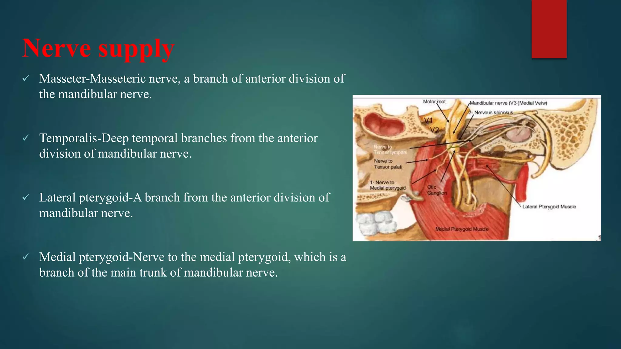 Nerve supply
 Masseter-Masseteric nerve, a branch of anterior division of
the mandibular nerve.
 Temporalis-Deep temporal branches from the anterior
division of mandibular nerve.
 Lateral pterygoid-A branch from the anterior division of
mandibular nerve.
 Medial pterygoid-Nerve to the medial pterygoid, which is a
branch of the main trunk of mandibular nerve.
 