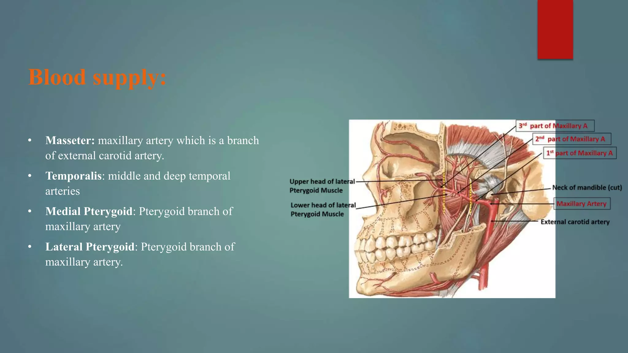 Blood supply:
• Masseter: maxillary artery which is a branch
of external carotid artery.
• Temporalis: middle and deep temporal
arteries
• Medial Pterygoid: Pterygoid branch of
maxillary artery
• Lateral Pterygoid: Pterygoid branch of
maxillary artery.
 