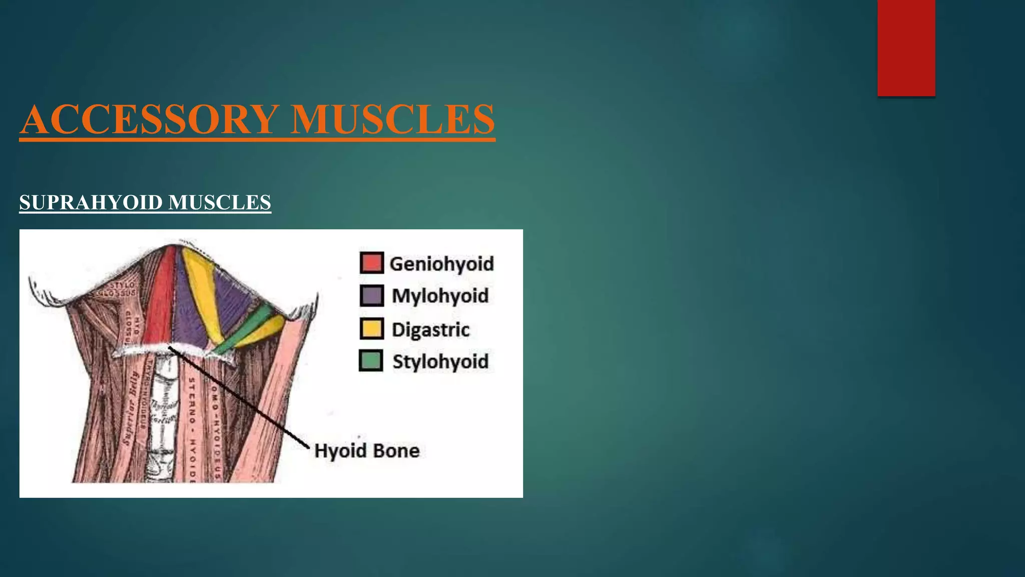 ACCESSORY MUSCLES
SUPRAHYOID MUSCLES
-
 