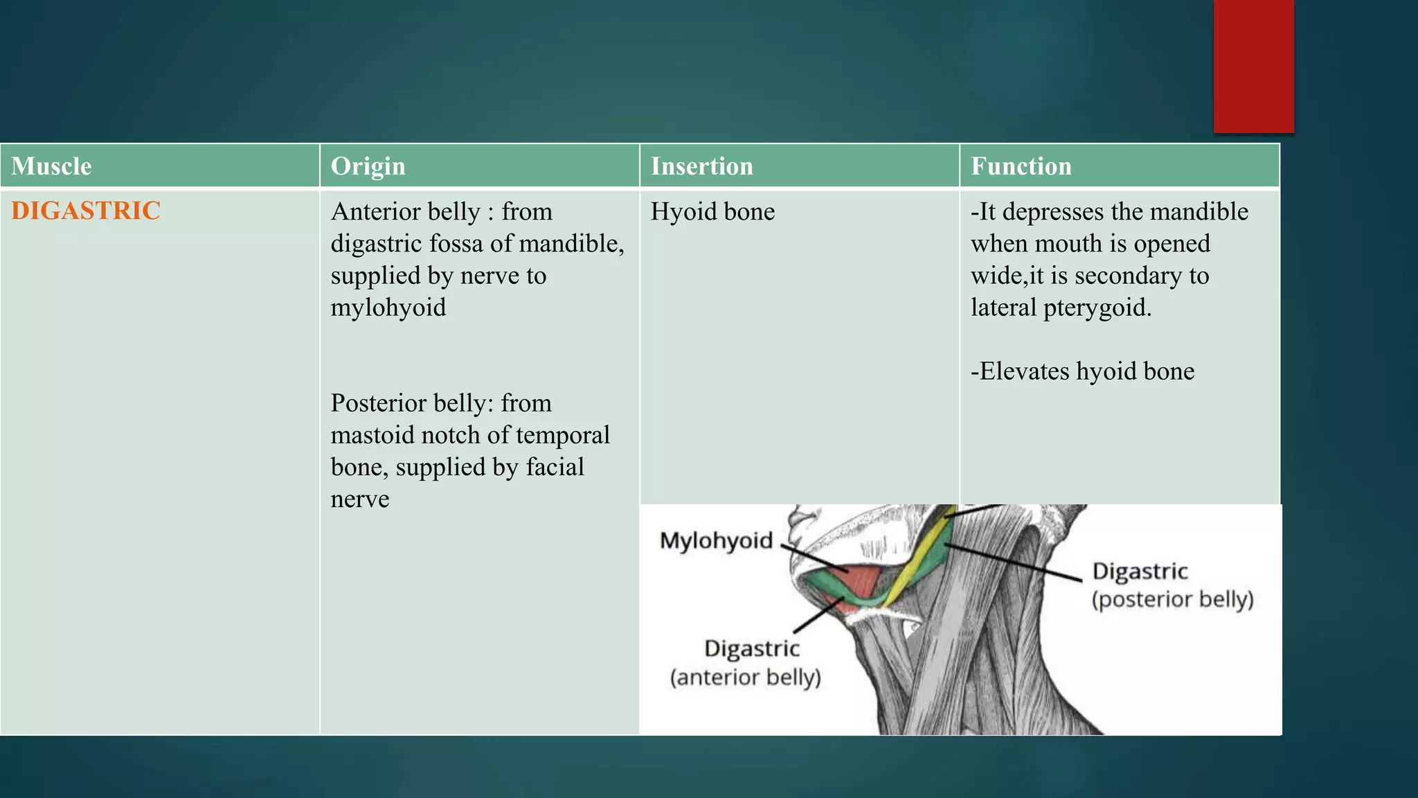 Muscle Origin Insertion Function
DIGASTRIC Anterior belly : from
digastric fossa of mandible,
supplied by nerve to
mylohyoid
Posterior belly: from
mastoid notch of temporal
bone, supplied by facial
nerve
Hyoid bone -It depresses the mandible
when mouth is opened
wide,it is secondary to
lateral pterygoid.
-Elevates hyoid bone
 