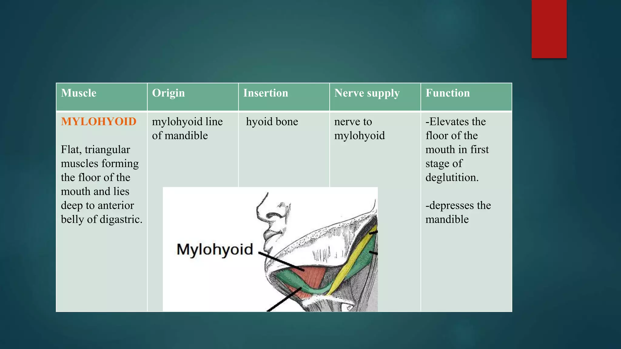Muscle Origin Insertion Nerve supply Function
MYLOHYOID
Flat, triangular
muscles forming
the floor of the
mouth and lies
deep to anterior
belly of digastric.
mylohyoid line
of mandible
hyoid bone nerve to
mylohyoid
-Elevates the
floor of the
mouth in first
stage of
deglutition.
-depresses the
mandible
 