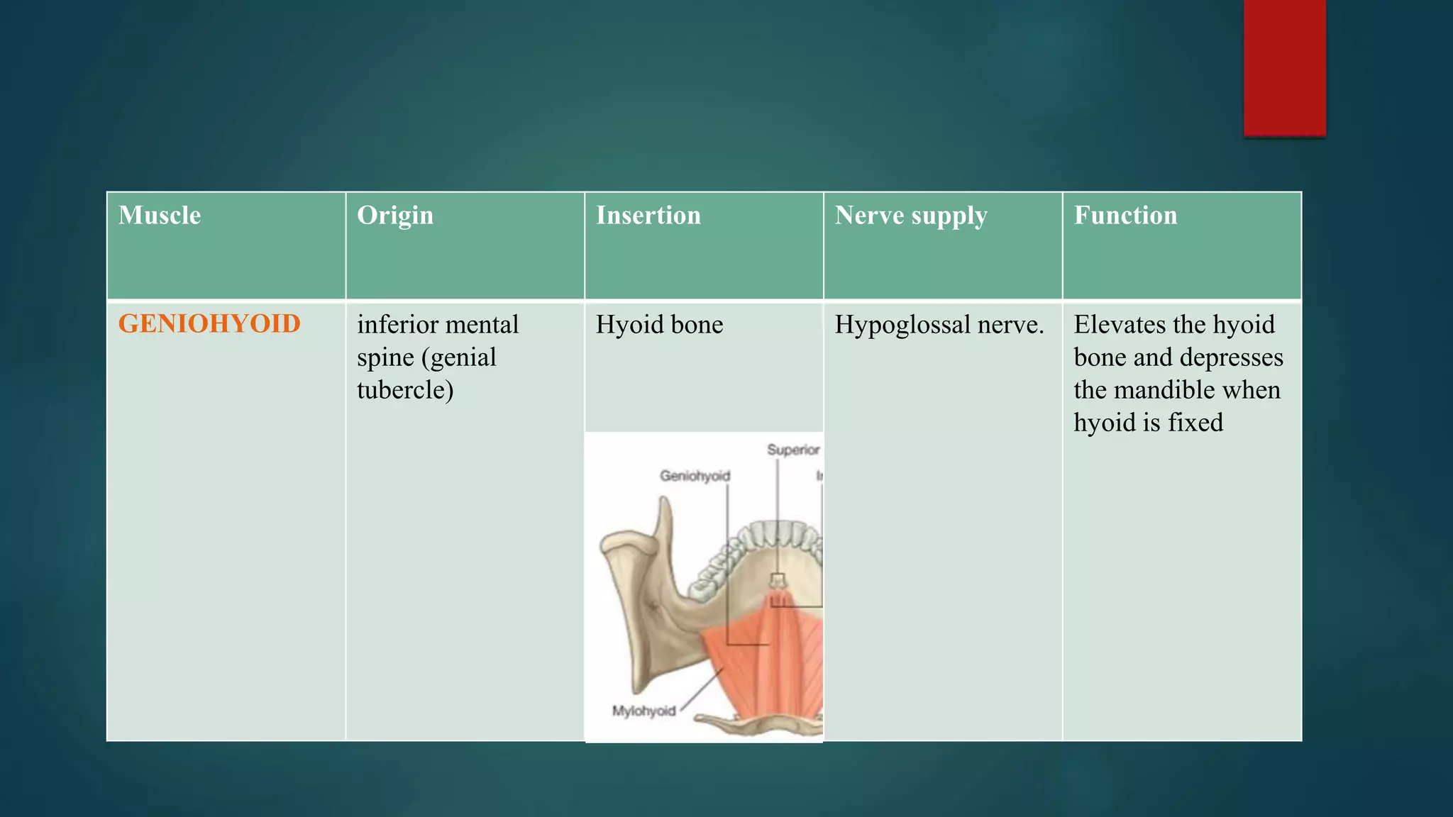 Muscle Origin Insertion Nerve supply Function
GENIOHYOID inferior mental
spine (genial
tubercle)
Hyoid bone Hypoglossal nerve. Elevates the hyoid
bone and depresses
the mandible when
hyoid is fixed
 