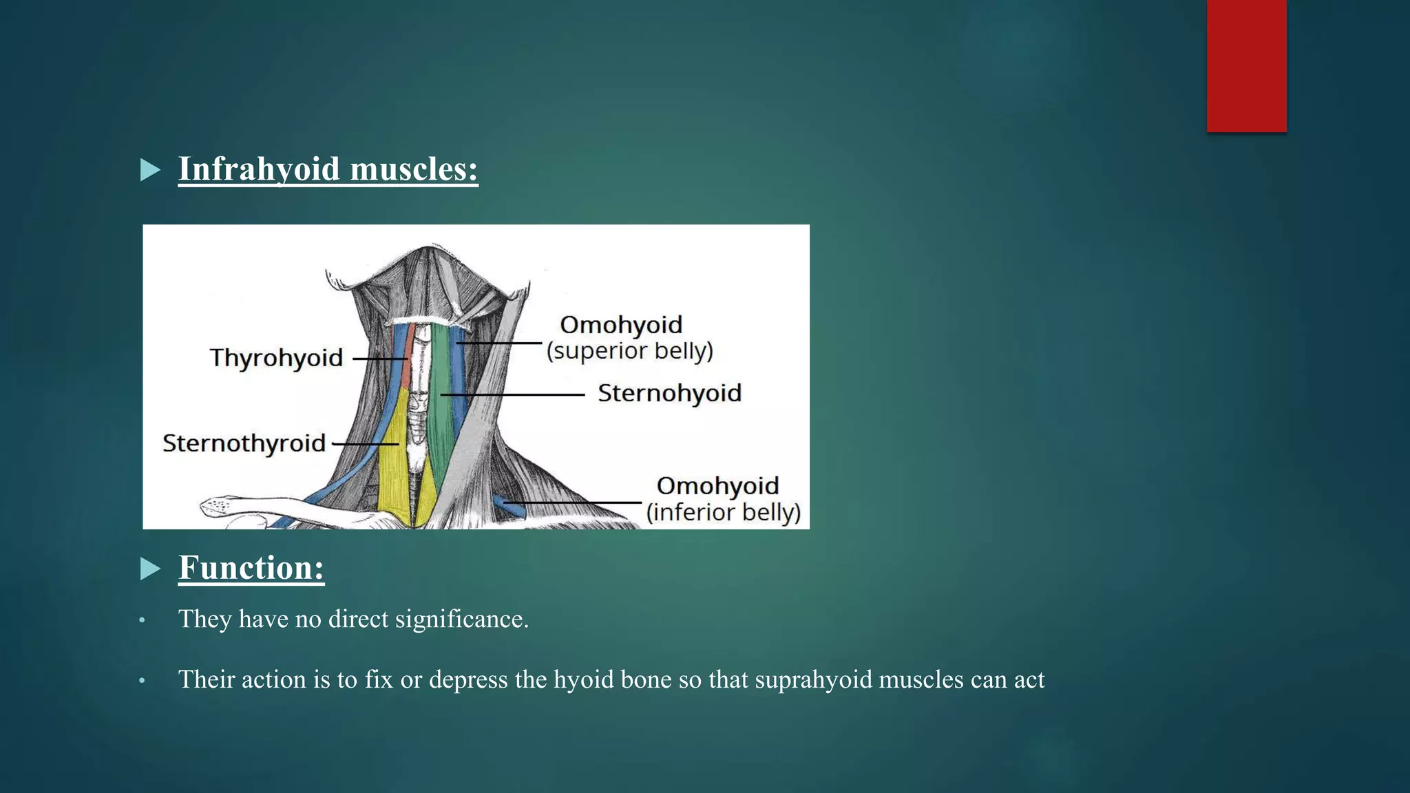  Infrahyoid muscles:
 Function:
• They have no direct significance.
• Their action is to fix or depress the hyoid bone so that suprahyoid muscles can act
 