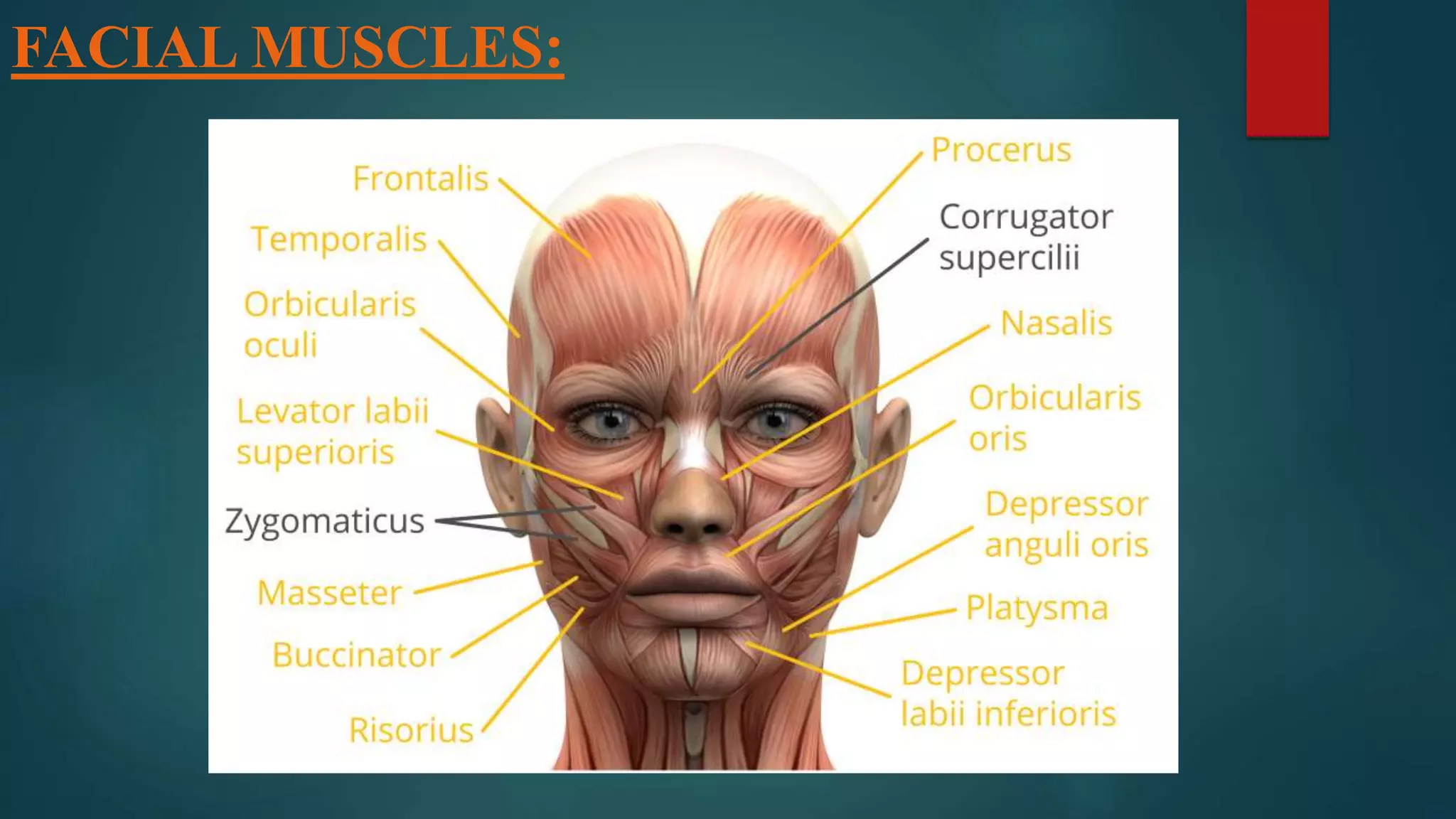 FACIAL MUSCLES:
 