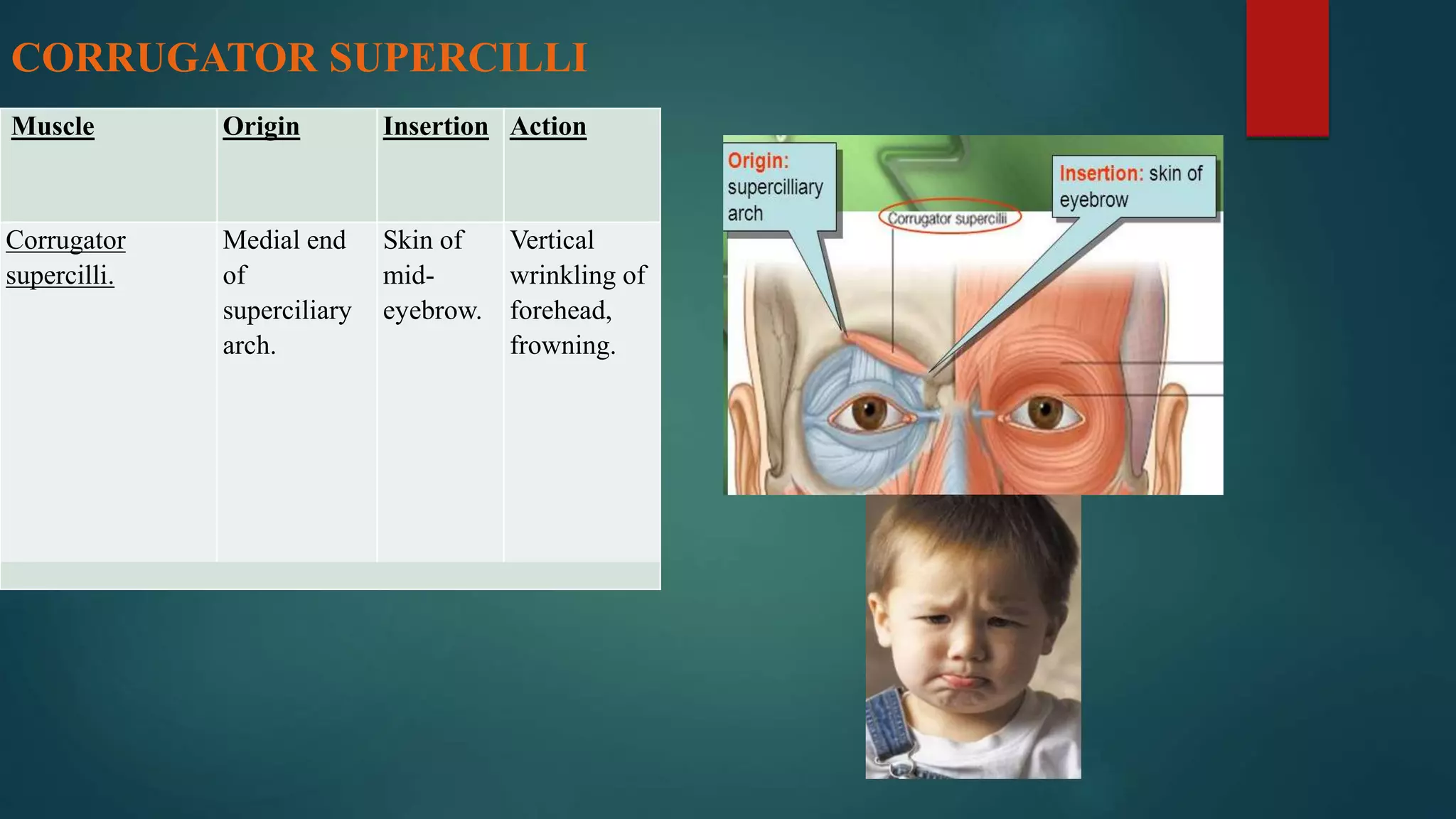 CORRUGATOR SUPERCILLI
Muscle Origin Insertion Action
Corrugator
supercilli.
Medial end
of
superciliary
arch.
Skin of
mid-
eyebrow.
Vertical
wrinkling of
forehead,
frowning.
 