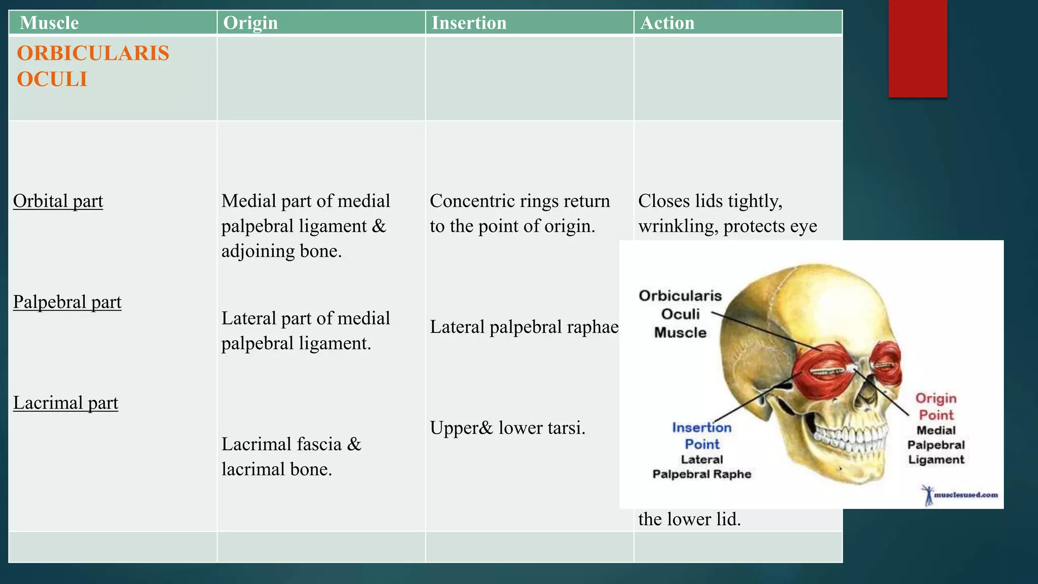 Muscle Origin Insertion Action
ORBICULARIS
OCULI
Orbital part
Palpebral part
Lacrimal part
Medial part of medial
palpebral ligament &
adjoining bone.
Lateral part of medial
palpebral ligament.
Lacrimal fascia &
lacrimal bone.
Concentric rings return
to the point of origin.
Lateral palpebral raphae.
Upper& lower tarsi.
Closes lids tightly,
wrinkling, protects eye
from bright light.
Closes lids gently,
blinking.
Dilates lacrimal sac,
directs lac. Puncta into
lacus lacrimalis, supports
the lower lid.
 