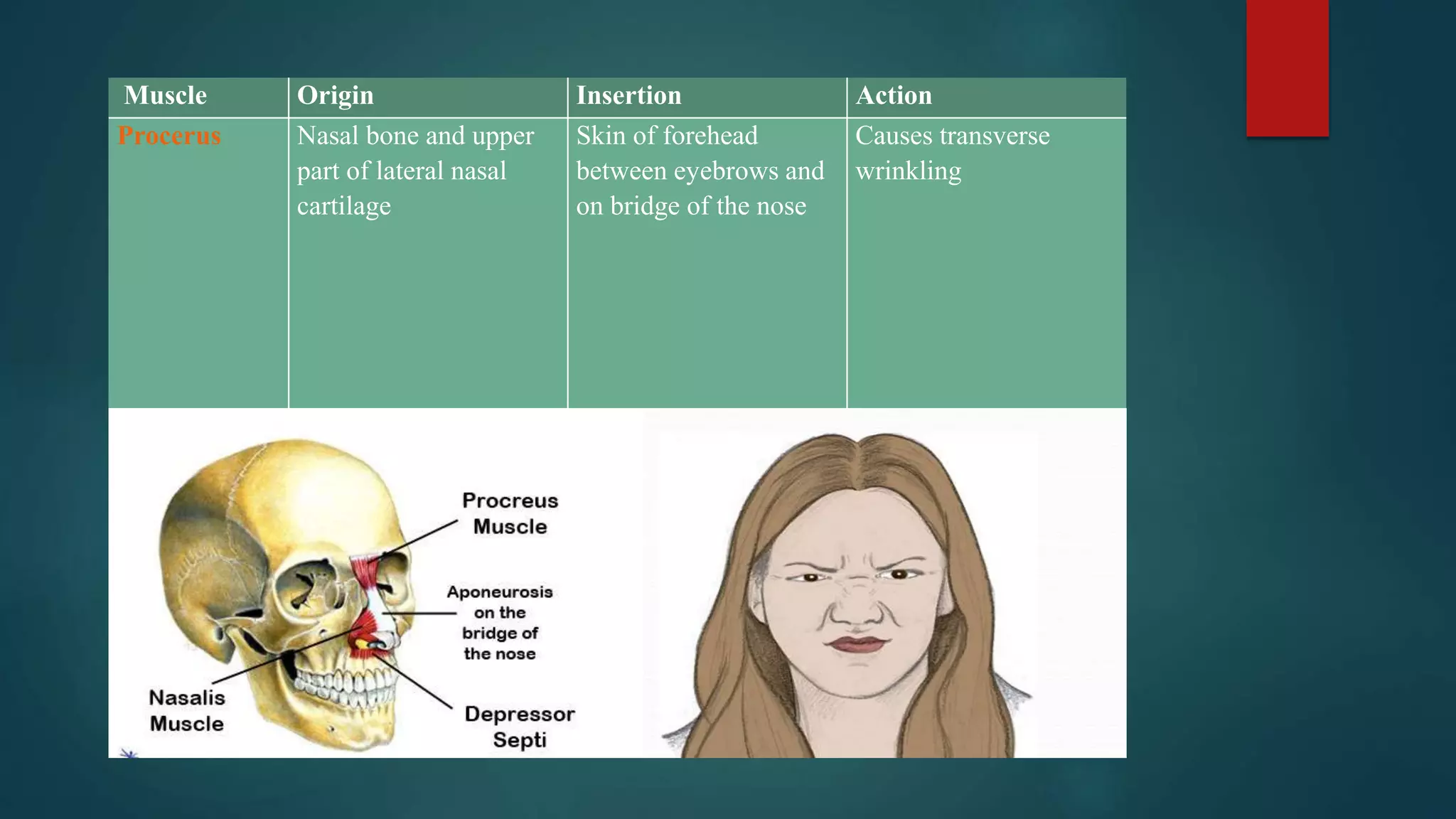 Muscle Origin Insertion Action
Procerus Nasal bone and upper
part of lateral nasal
cartilage
Skin of forehead
between eyebrows and
on bridge of the nose
Causes transverse
wrinkling
 