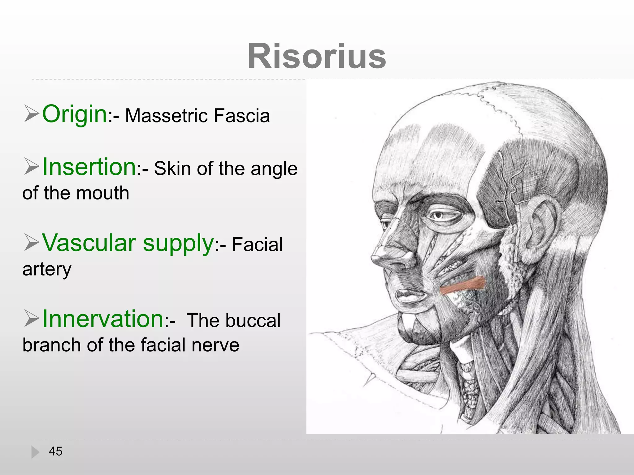 Muscles of facial expression | PPTX
