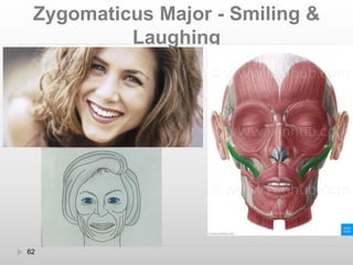 Structure Involved In Smiling Muscles of facial expression | PPTX