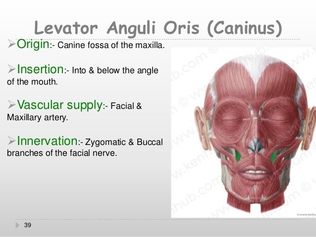 Muscles of facial expression Muscles of facial expression
