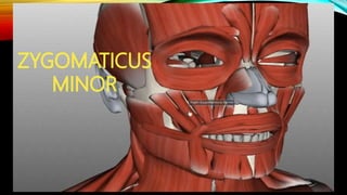 Propithecus Facial Expression Muscles of facial expression (prostho) | PPTX