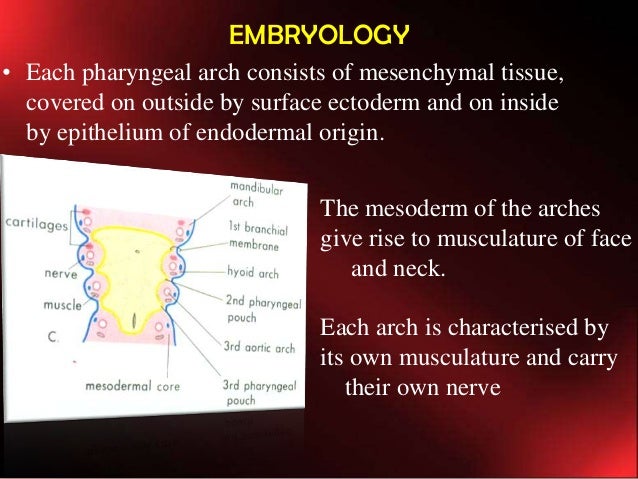 development of facial muscles 6