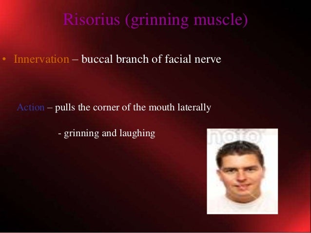 Muscles of facial expressions