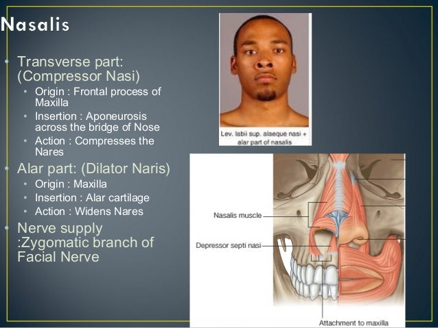 Muscles of facial expressions