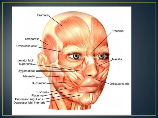 muscles of facial expressions muscles of facial expression
