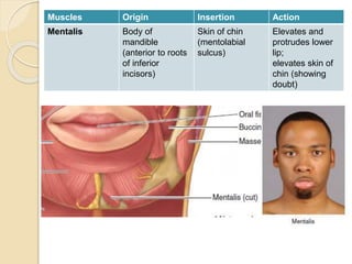 Intercheilion Line Muscles of facial expressions | PPTX