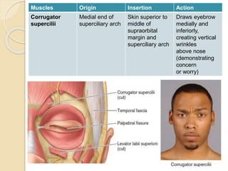 Corrugator Supercilii Action