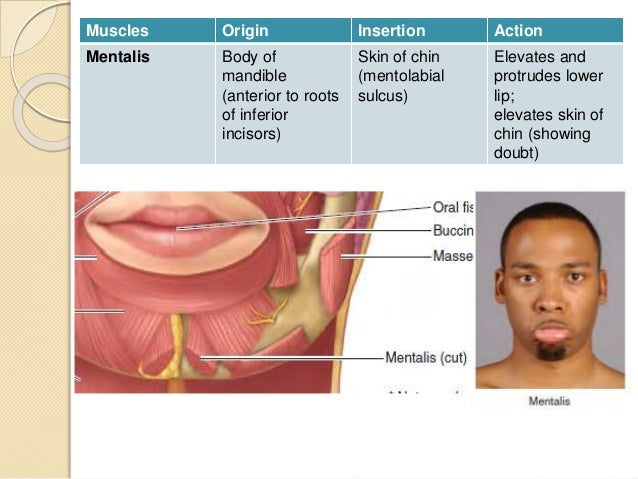 Muscles of facial expressions