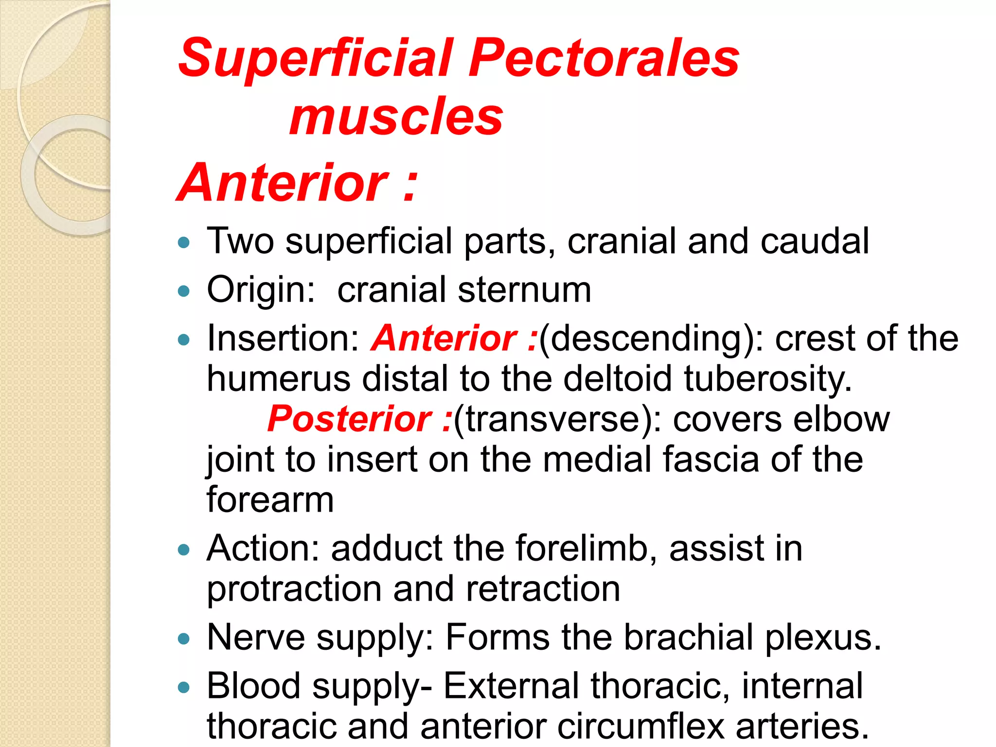 Muscles Of Fore Limb Of Cattle | PPTX