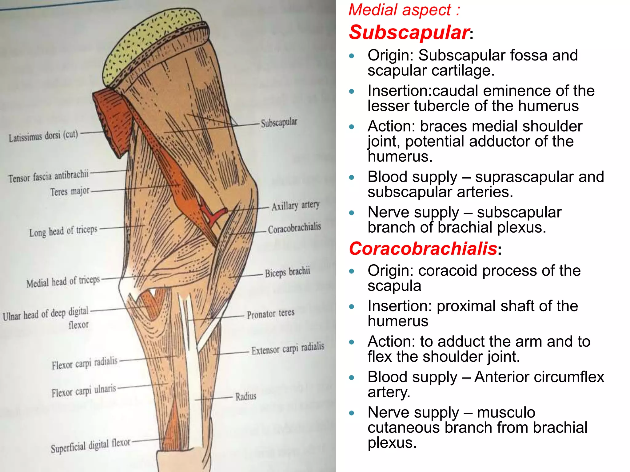 Muscles Of Fore Limb Of Cattle | PPTX