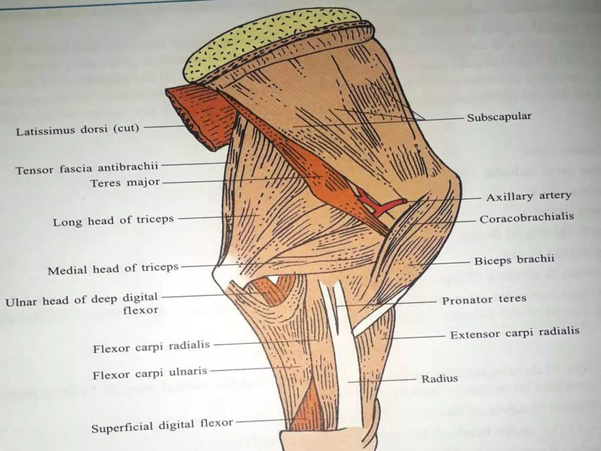 Muscles Of Fore Limb Of Cattle | PPTX