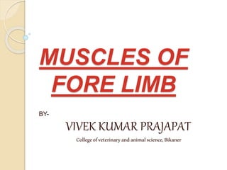 BY-
VIVEK KUMAR PRAJAPAT
Collegeofveterinaryandanimalscience,Bikaner
MUSCLES OF
FORE LIMB
 