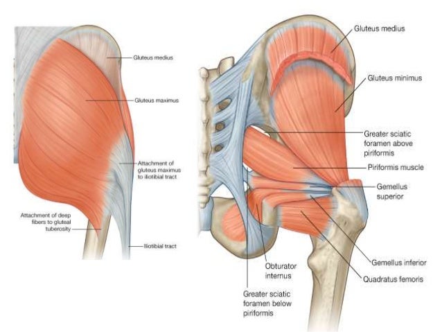 muscles of gluteal region 4 638