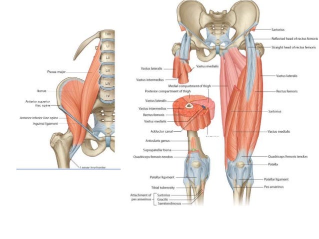 Gluteal region muscles diagram