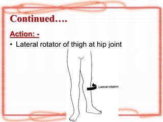 Muscles of Gluteal Region.ppt