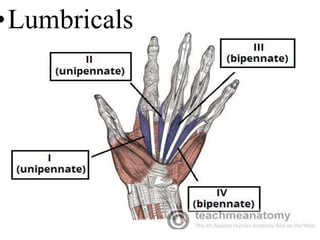 Muscles of hand.pptx