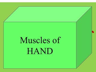Muscles of
Chest
Muscles of
HAND
 