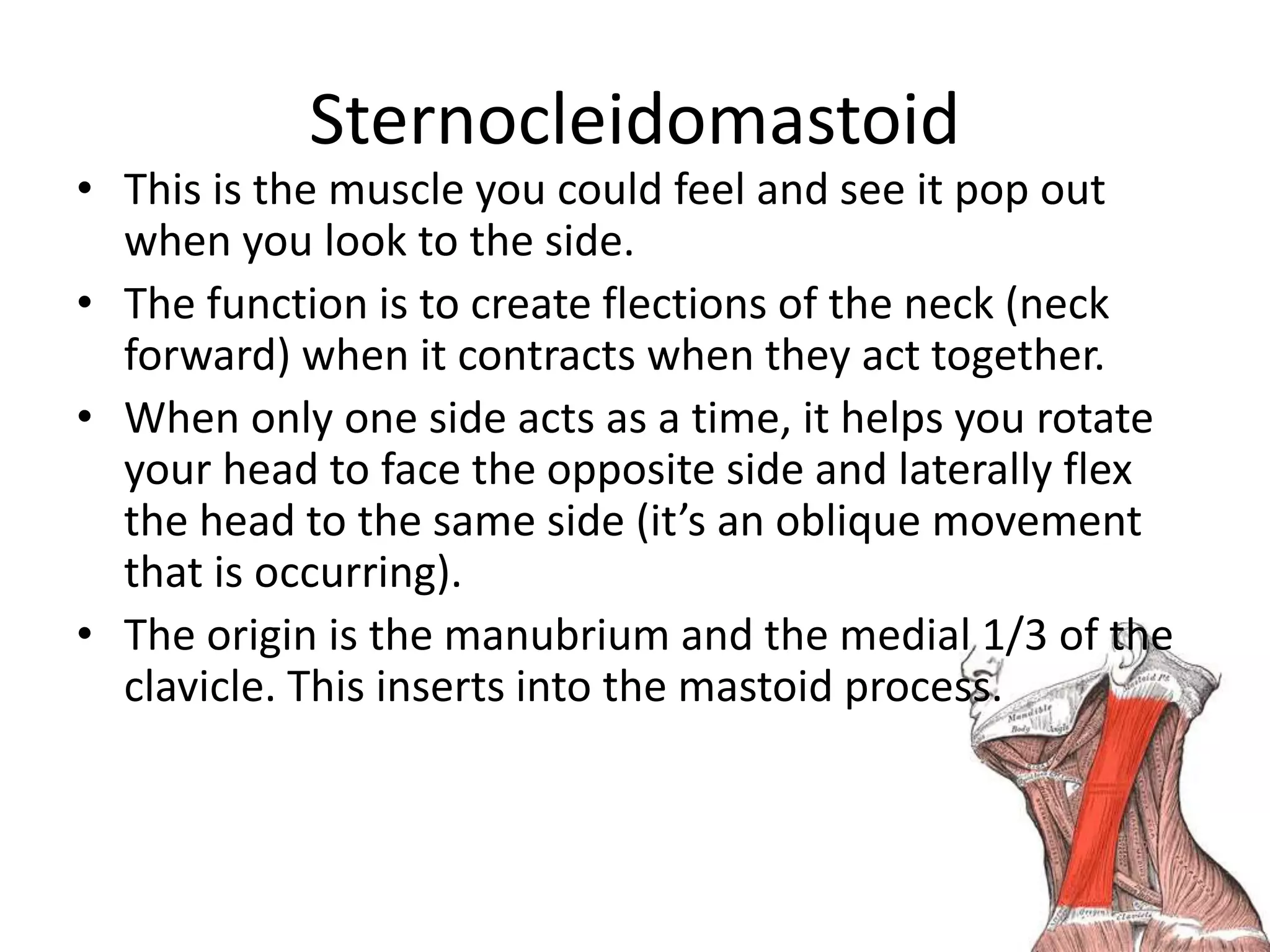 Muscles of head and neck | PPTX