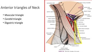Triangular Rostrum Anatomy of Muscles of head and neck region.pptx