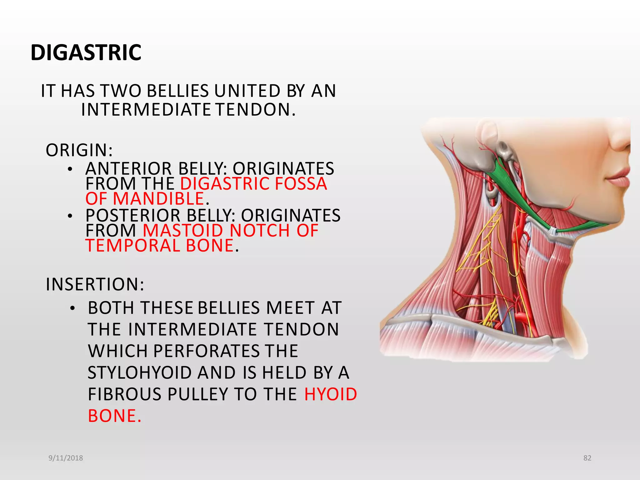 Muscles of Head & Neck | PPTX