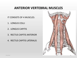 Muscles Of Head Neck