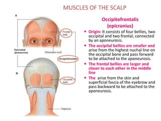 MUSCLES OF THE SCALP
Occipitofrontalis
(epicranius)
 Origin: It consists of four bellies, two
occipital and two frontal, connected
by an aponeurosis.
 The occipital bellies are smaller and
arise from the highest nuchal line on
the occipital bone and pass forward
to be attached to the aponeurosis.
 The frontal bellies are larger and
closer to each other in the middle
line
 The arise from the skin and
superficial fascia of the eyebrow and
pass backward to be attached to the
aponeurosis.
 