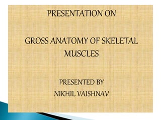 PRESENTATION ON
GROSS ANATOMY OF SKELETAL
MUSCLES
PRESENTED BY
NIKHIL VAISHNAV
 
