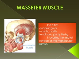 Mastication LO - Mandibular Nerve 