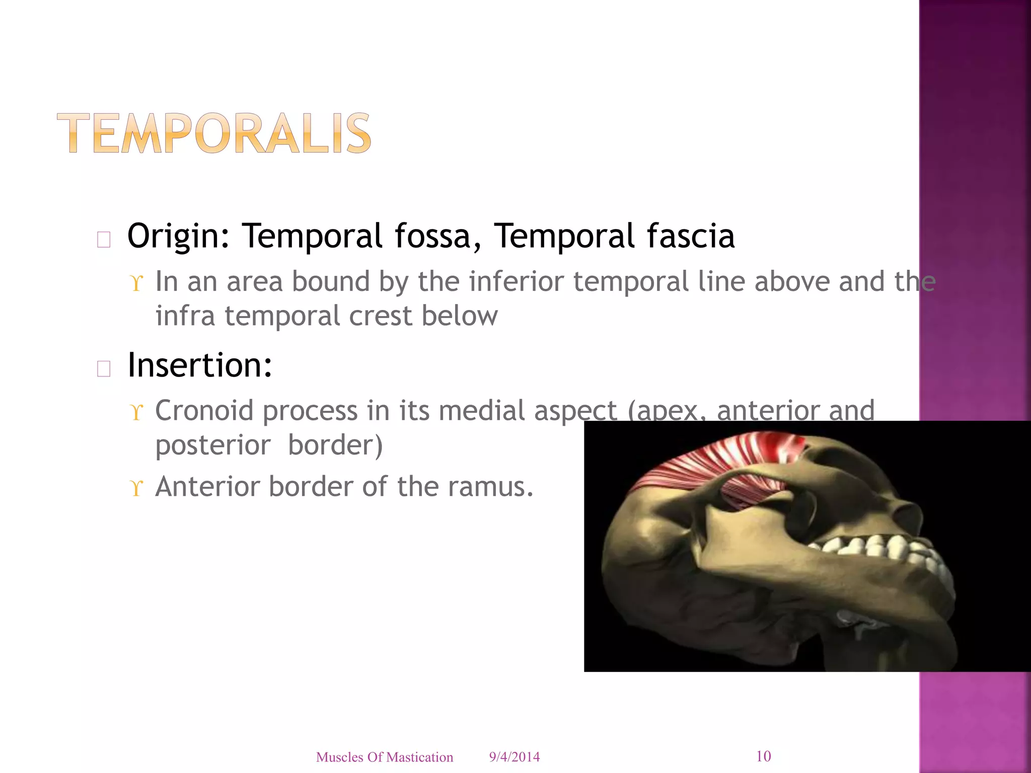  Origin: Temporal fossa, Temporal fascia 
 In an area bound by the inferior temporal line above and the 
infra temporal crest below 
 Insertion: 
 Cronoid process in its medial aspect (apex, anterior and 
posterior border) 
 Anterior border of the ramus. 
Muscles Of Mastication 9/4/2014 10 
 