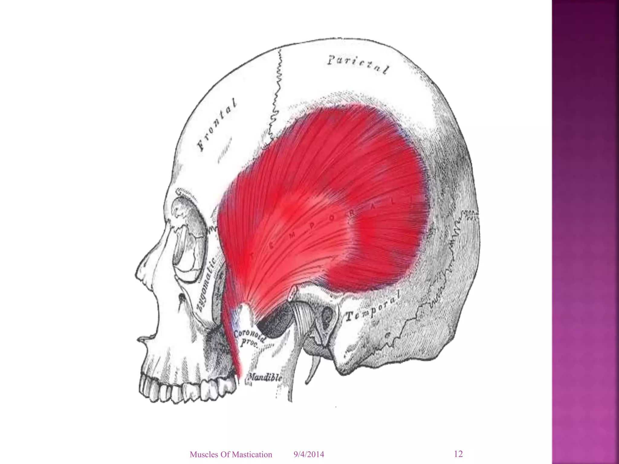 Muscles Of Mastication 9/4/2014 12 
 